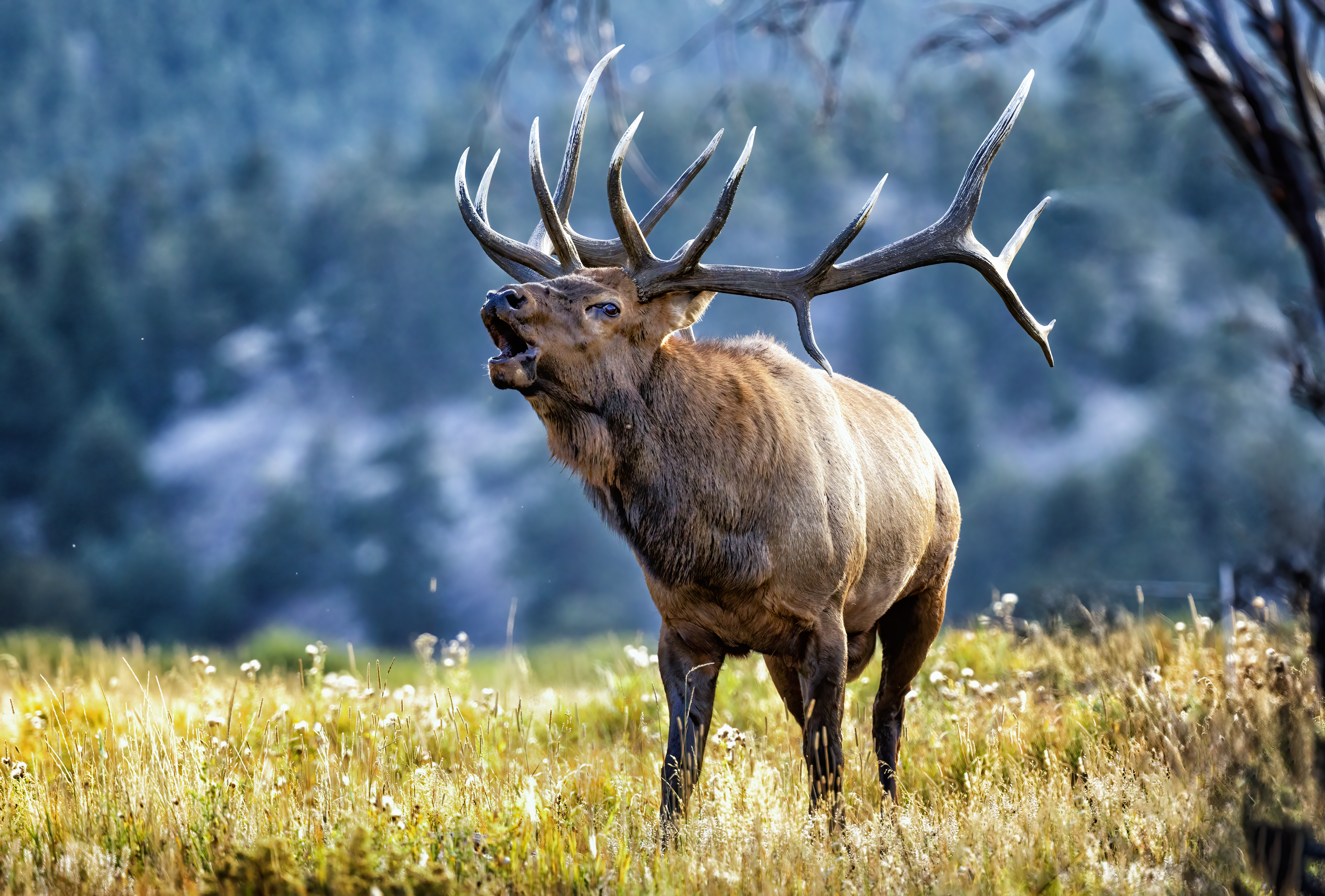 Elk bugling in Fall